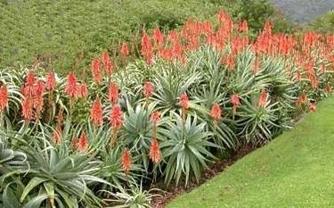 pianta aloe-5