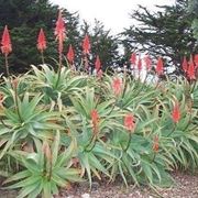 pianta aloe-6