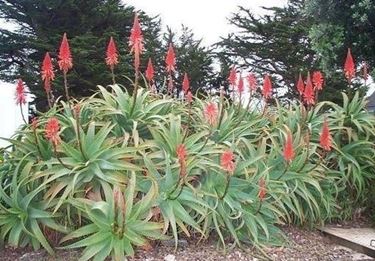pianta aloe-6