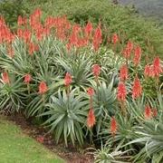 pianta aloe-7