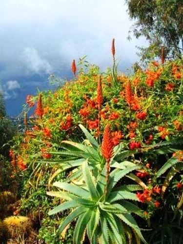 pianta aloe-9