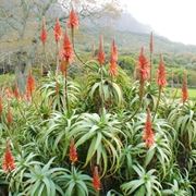 Pianta aloe vera cura