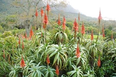 Pianta aloe vera cura