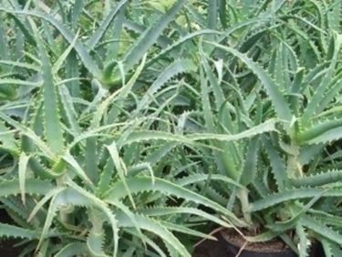 Pianta aloe