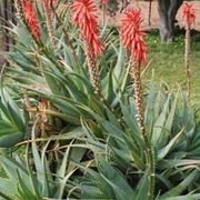 pianta aloe