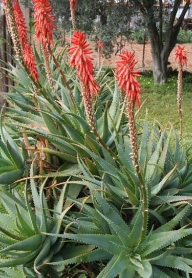 pianta aloe
