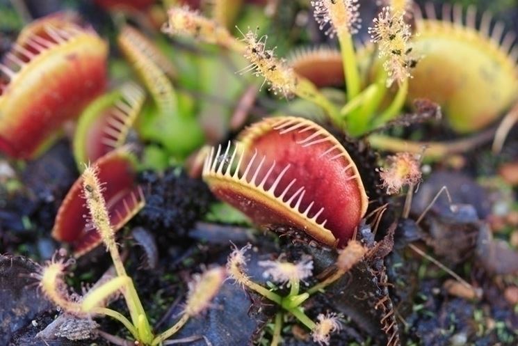 Piante sempreverdi, la  pianta di aloe