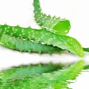 propriet aloe-2