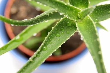propriet aloe-7