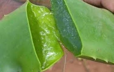 propriet aloe-8