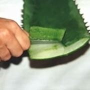 succo aloe-7