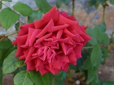 fiori a domicilio Padova
