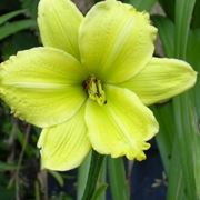 fiori a domicilio Parma