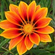 fiori a domicilio Prato