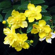 fiori a domicilio Taranto