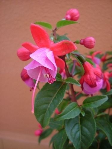 fiori a domicilio Trieste