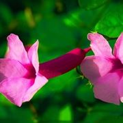 fiori a Messina