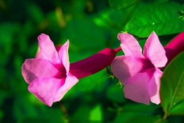 fiori a Messina