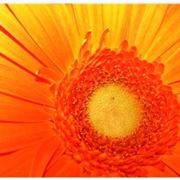 fiori a Prato