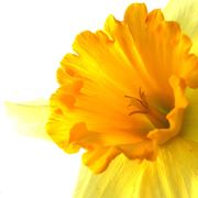 fiori a Taranto
