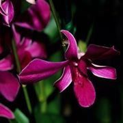fiori a Trieste