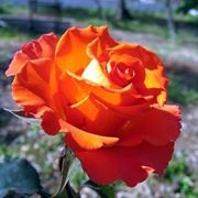 fiori Collegno
