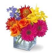 fiori di Pistoia