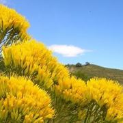 fiori di Scafati
