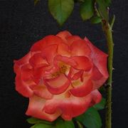 fiori domicilio Padova