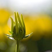 fiori domicilio Parma