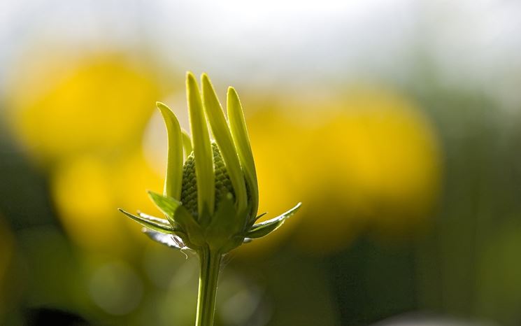 fiori domicilio Parma