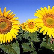fiori per amicizia