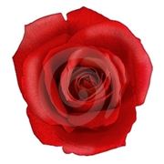 fiori per amore-2