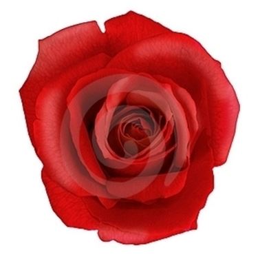 fiori per amore-2