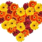 fiori per anniversari-2