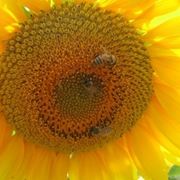 fiori per anniversari-3