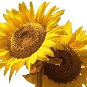 fiori per anniversari