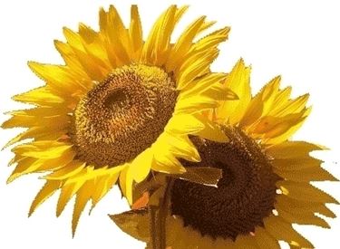 fiori per anniversari