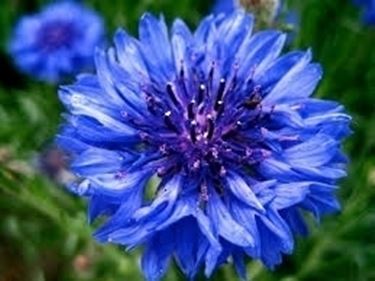 fiori per auguri