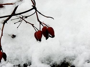 fiori per aziendali-2