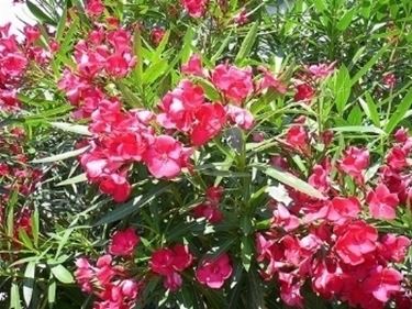fiori per aziendali