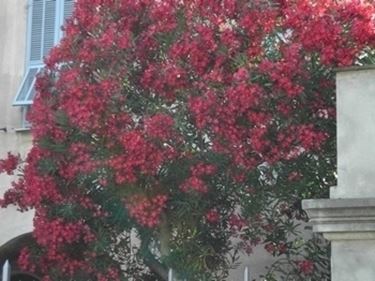 fiori per chiedere scusa