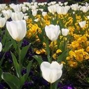 fiori per dirti che?-1