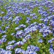 fiori per fiocco azzurro