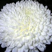 fiori per lutto-1