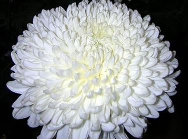 fiori per lutto-1