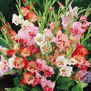 fiori per lutto