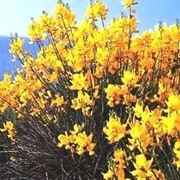 fiori per mi dispiace-1