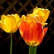 fiori per mi dispiace