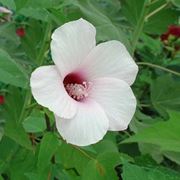 fiori per nascita